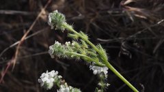 Cryptantha muricata jonesii