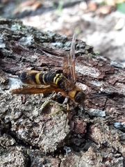 Eriotremex formosanus