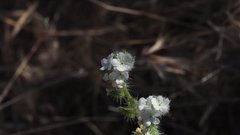 Cryptantha muricata jonesii