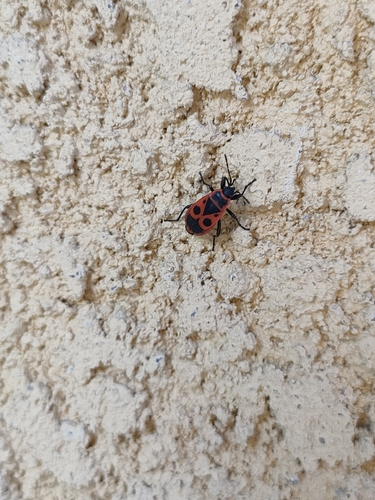 European Firebug