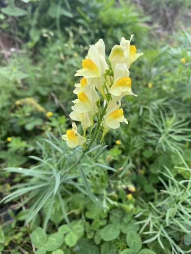common toadflax