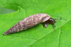 Clausiliinae