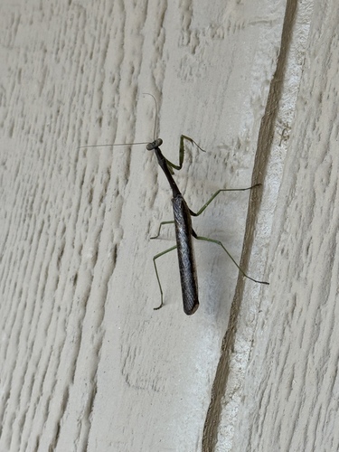 Carolina Mantis
