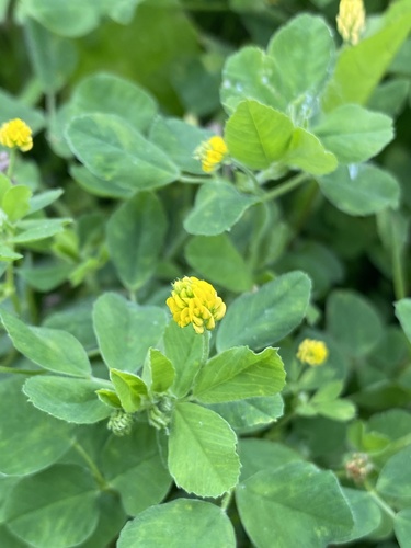 Black Medick