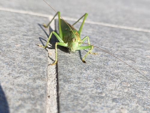 Great Green Bush-cricket