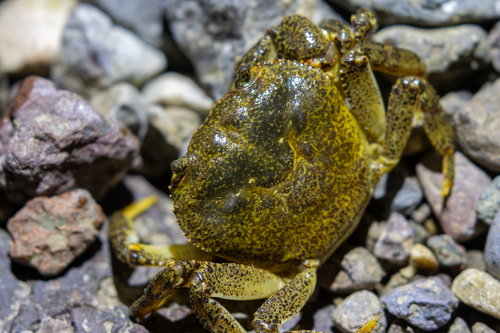 Longpotamon shensiense