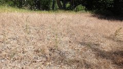 Cryptantha muricata jonesii