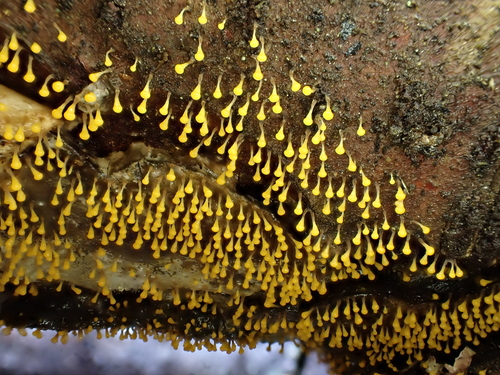 Physarum viride