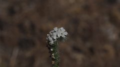 Cryptantha muricata jonesii
