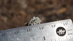 Cryptantha muricata jonesii