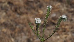 Cryptantha muricata jonesii