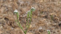 Cryptantha muricata jonesii