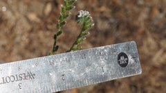 Cryptantha muricata jonesii