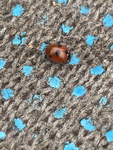 5-spotted Lady Beetle