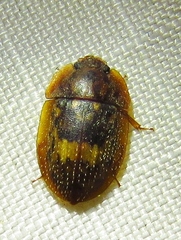 Lobiopa insularis