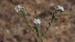 Cryptantha muricata jonesii