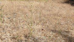 Cryptantha muricata jonesii
