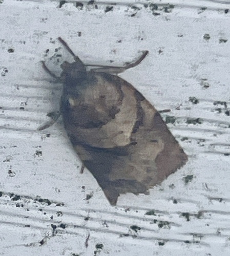 Alberta leafroller