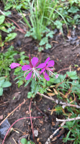 fireweed