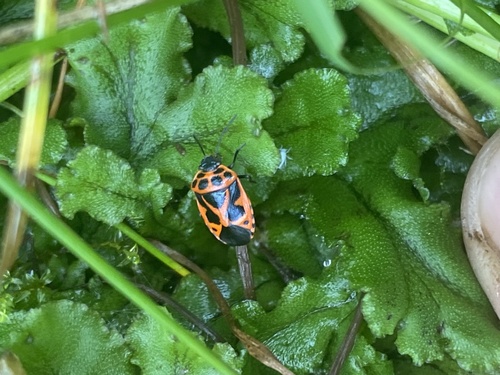 Painted bug