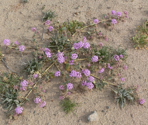 Abronia villosa, photograph 2