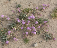 Abronia villosa, photograph (c) Stan Shebs, some rights reserved (CC BY-SA)