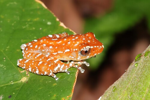 Nyctixalus pictus observed 2026-08-09