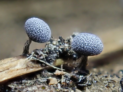 Physarum album