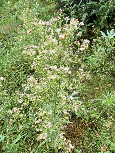 horseweed