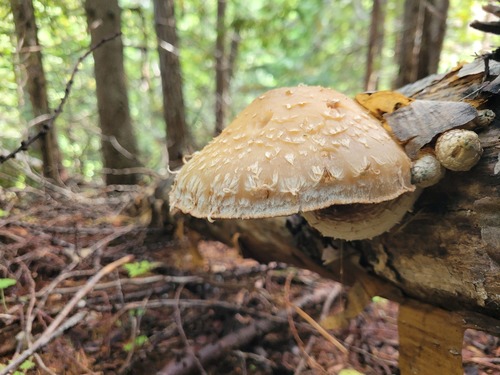 Destructive Pholiota