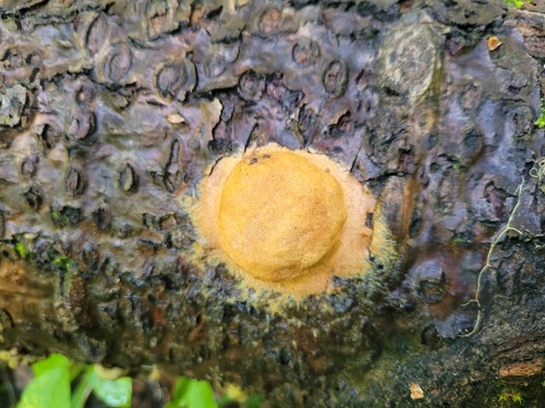 Fuligo leviderma