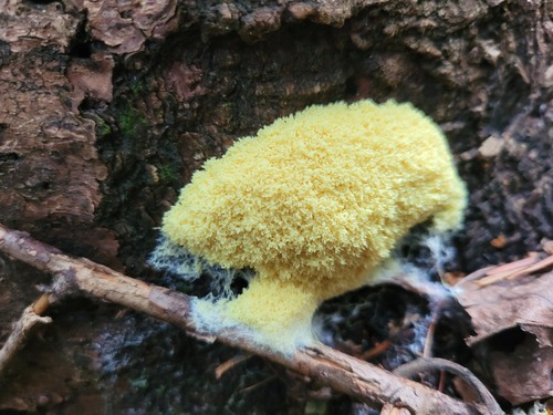 Dog Vomit Slime Mold