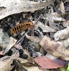 Hypolimnas bolina nerina