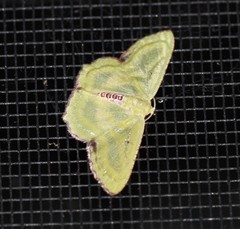 Metallochlora lineata