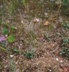 Petrorhagia prolifera