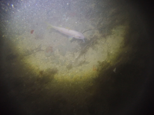 Pinna observed 2026-09-09