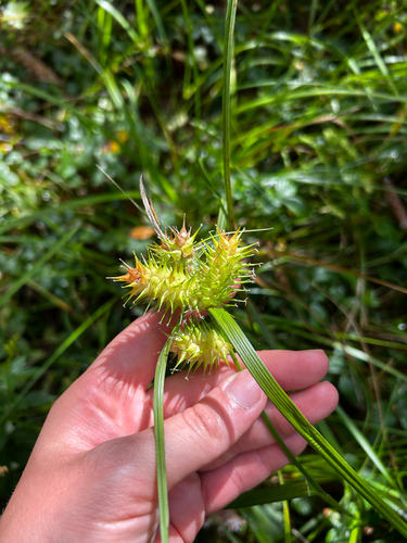 hop sedge