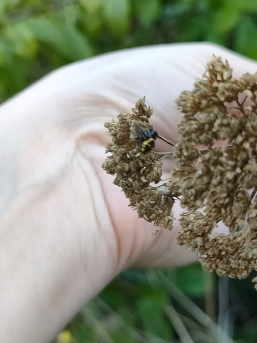 Napoleon Spider