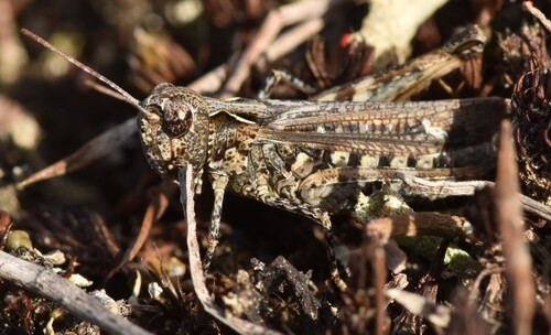 Mottled Grasshopper