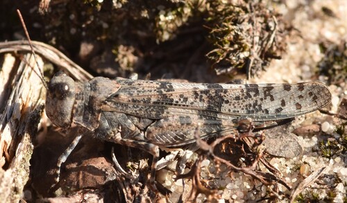 Blue-winged Sand Grasshopper