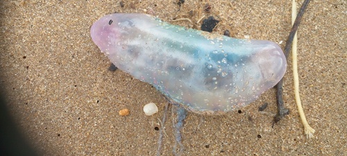 Portuguese Man o' War