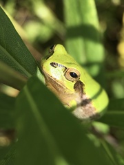 Hyla japonica
