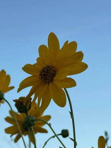 Jerusalem artichoke