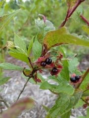 Lonicera involucrata involucrata