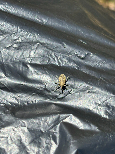 Canada Thistle Bud Weevil