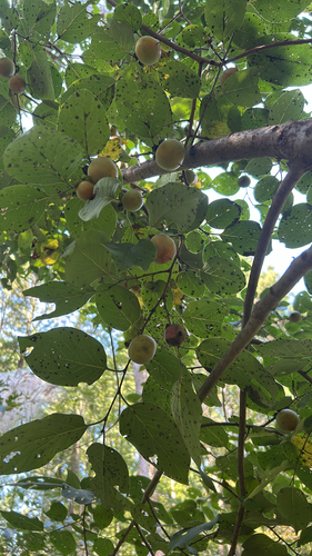 American persimmon