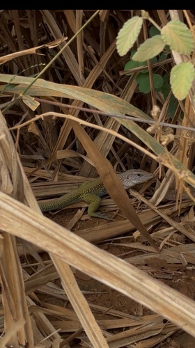 Giant Ameiva