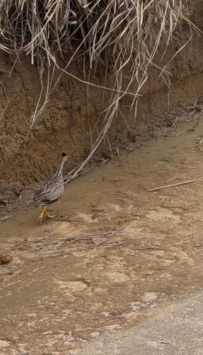 White-bellied Nothura