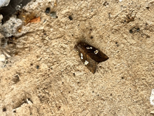 Meadow Rue Borer Moths photo 4