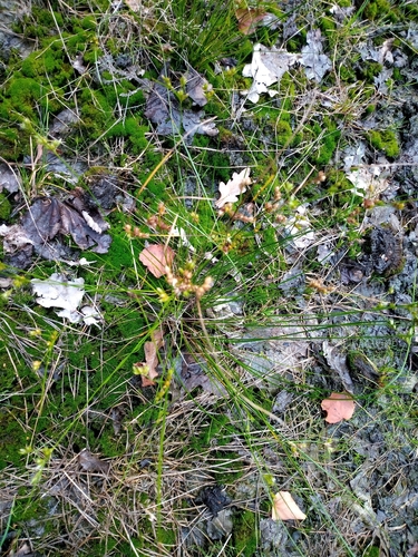 Slender Path Rush